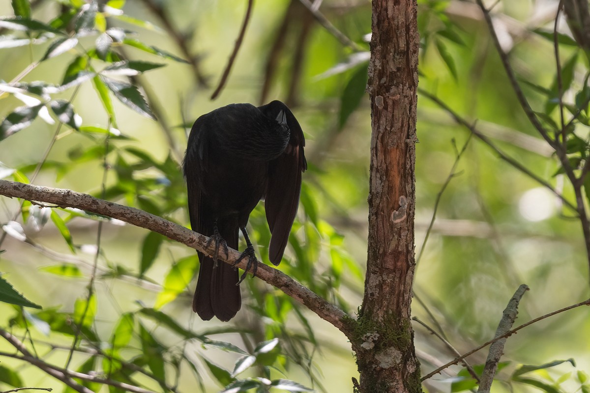 Chopi Blackbird - Forrest English