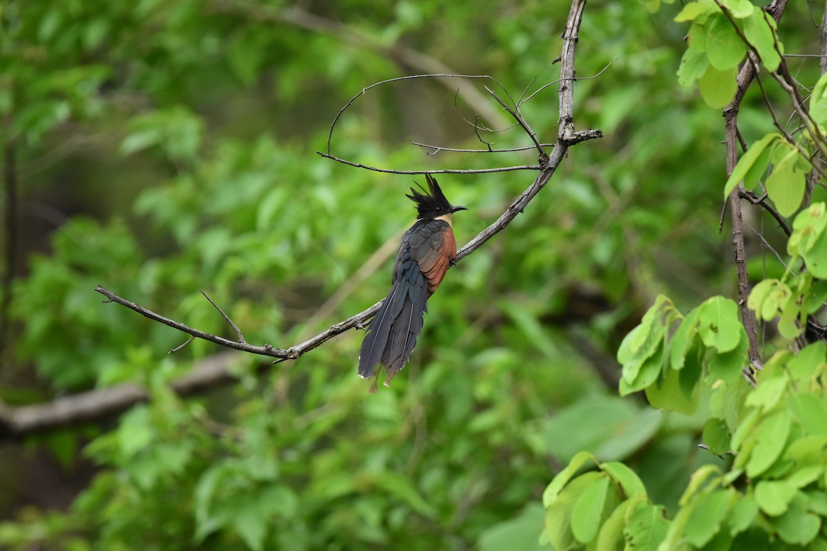 Chestnut-winged Cuckoo - ML614187525
