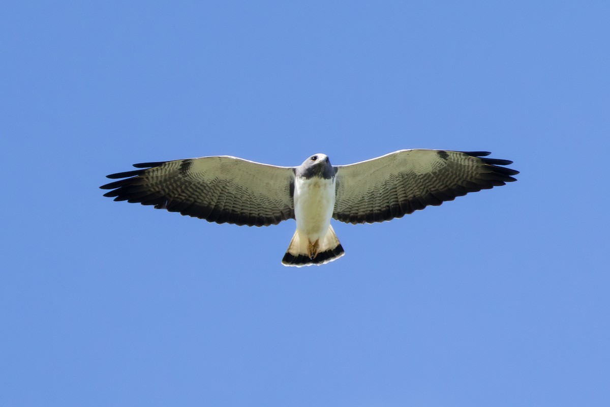 White-tailed Hawk - ML614187551