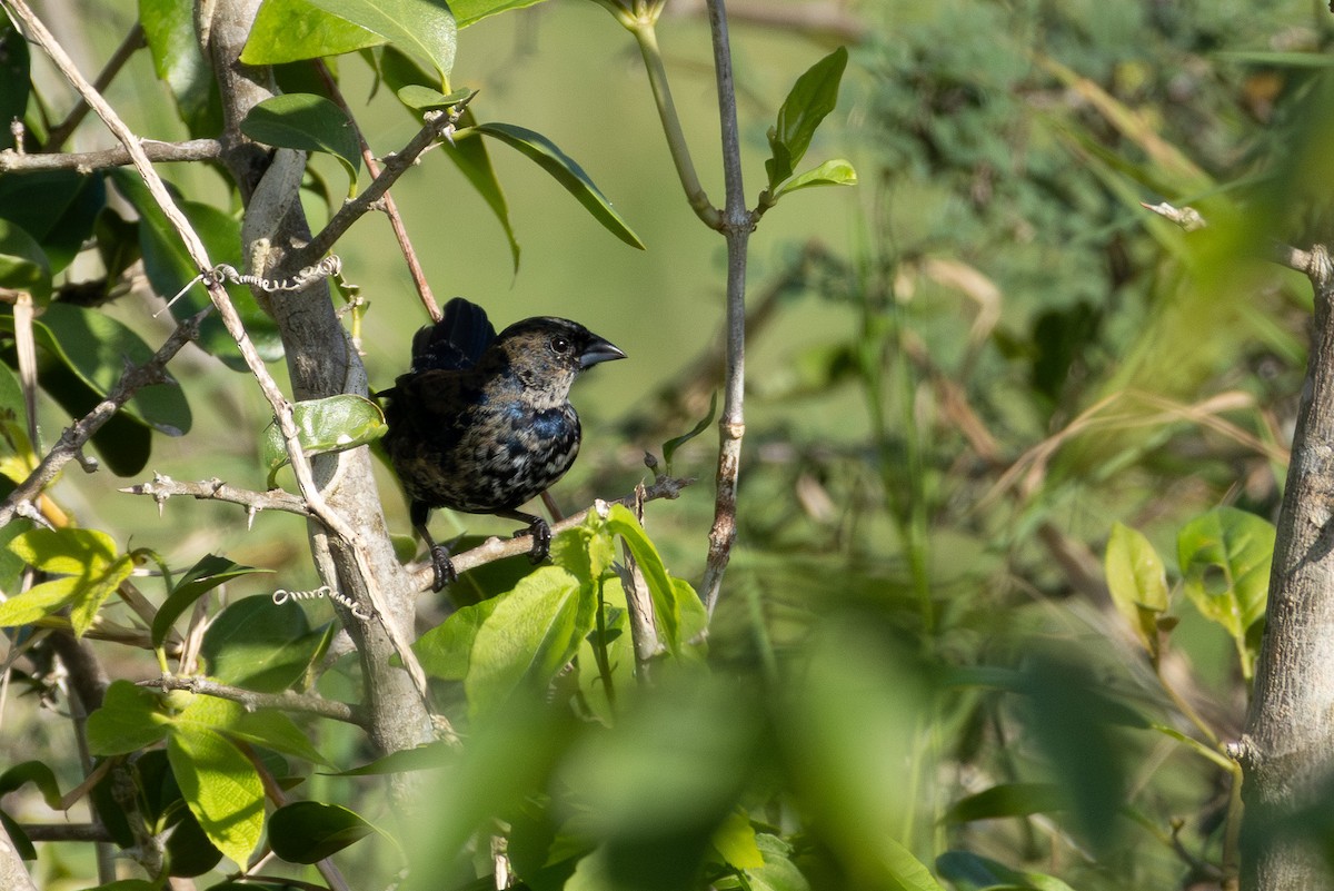 Blue-black Grassquit - ML614187565