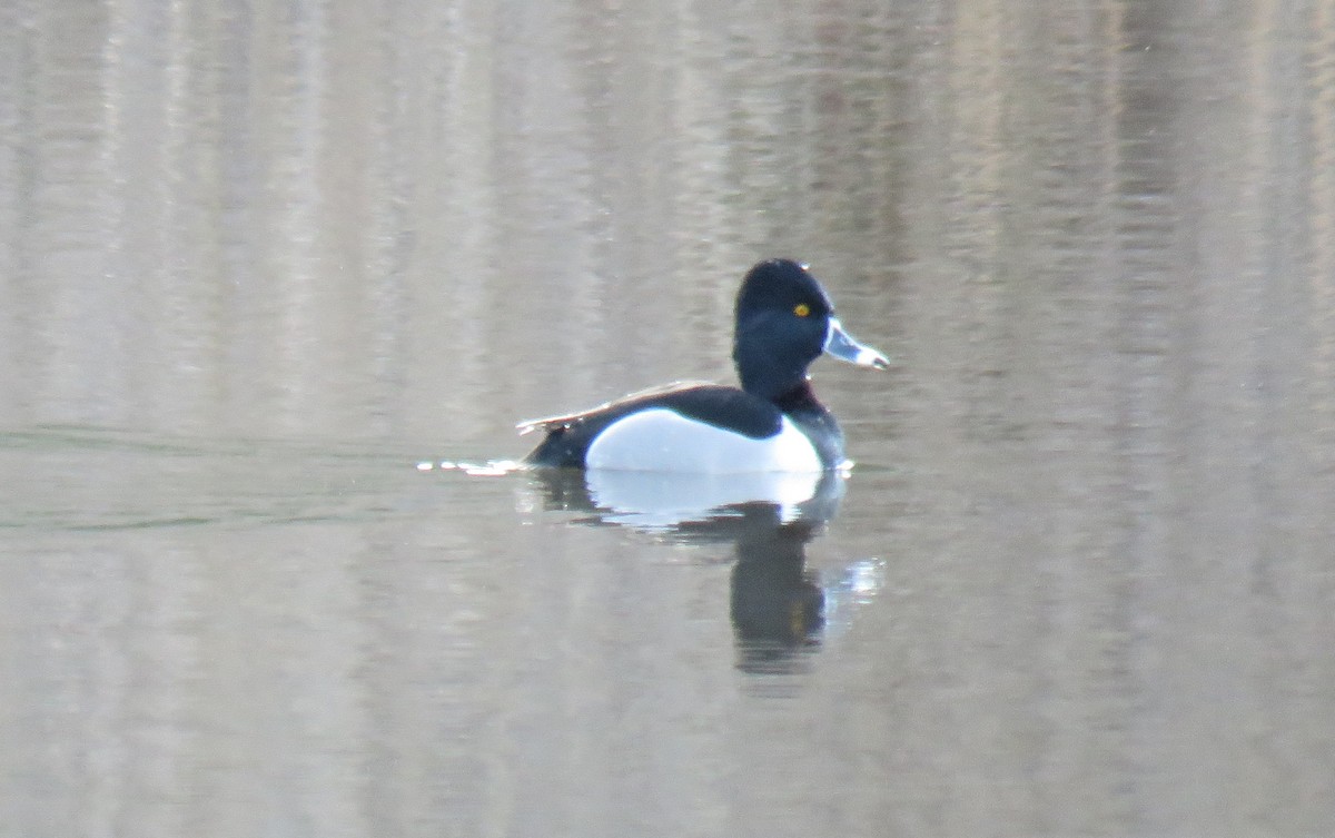 Ring-necked Duck - ML614187580