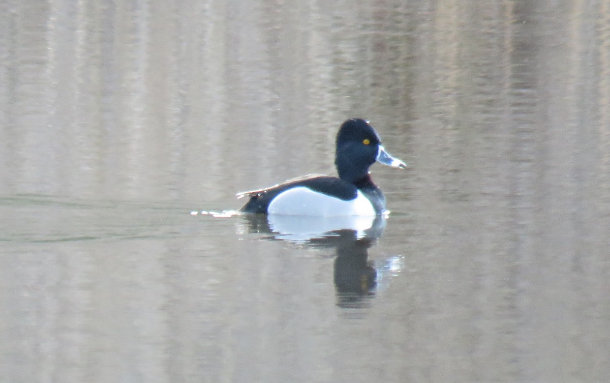 Ring-necked Duck - Toby Hardwick