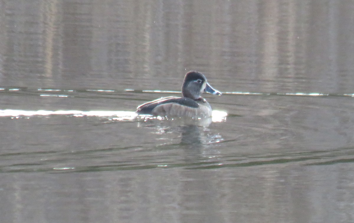 Ring-necked Duck - ML614187582