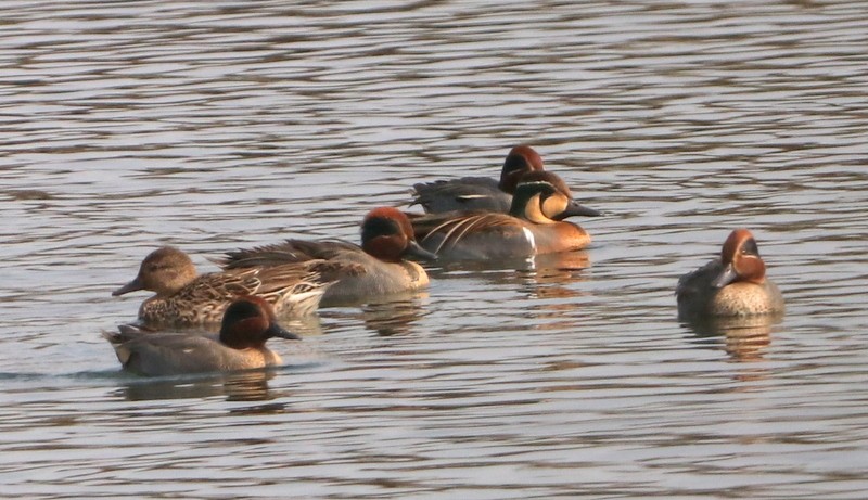 Baikal Teal - Kris Webb