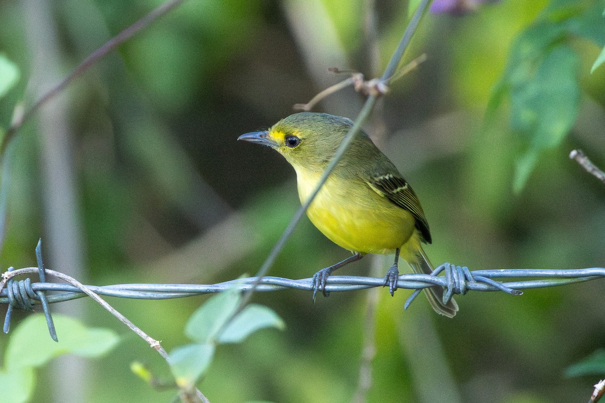 Vireo de Manglar - ML614187662