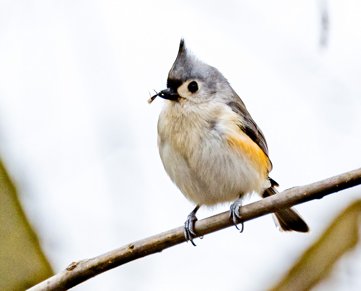 Tufted Titmouse - ML614187709