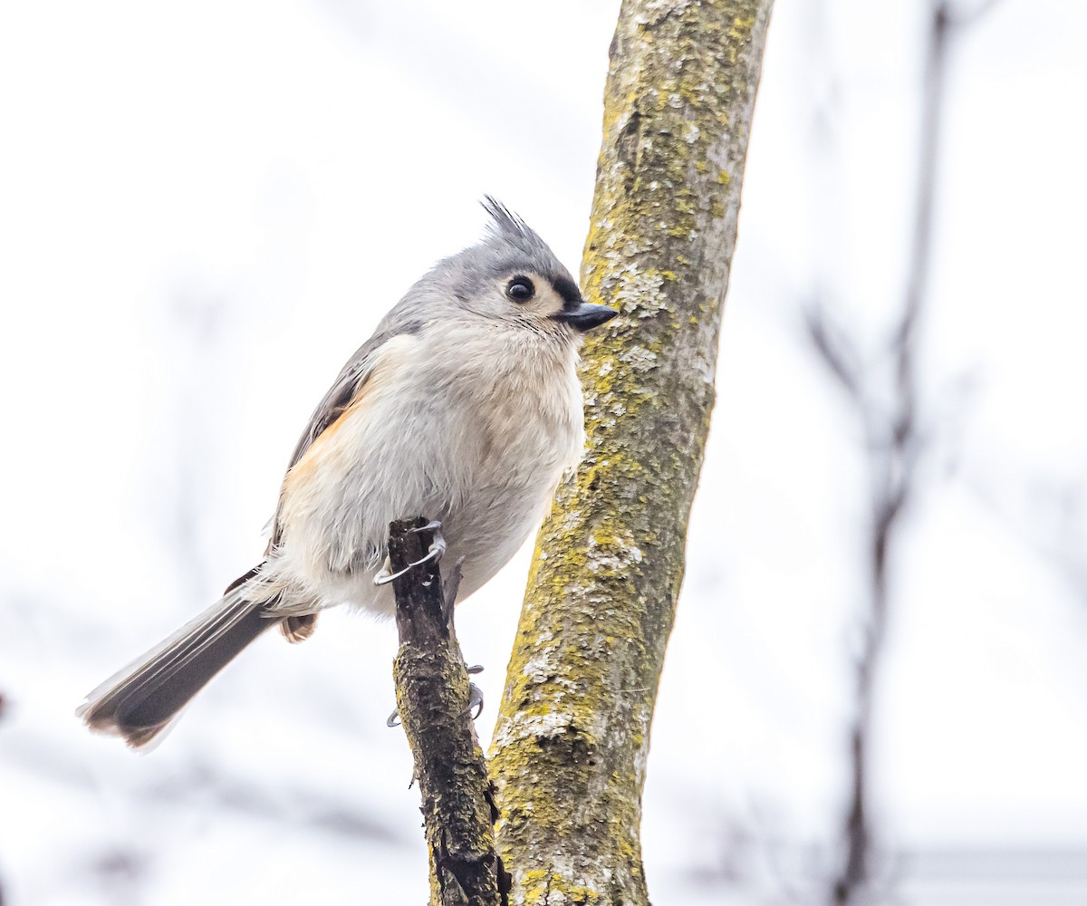 Tufted Titmouse - ML614187710