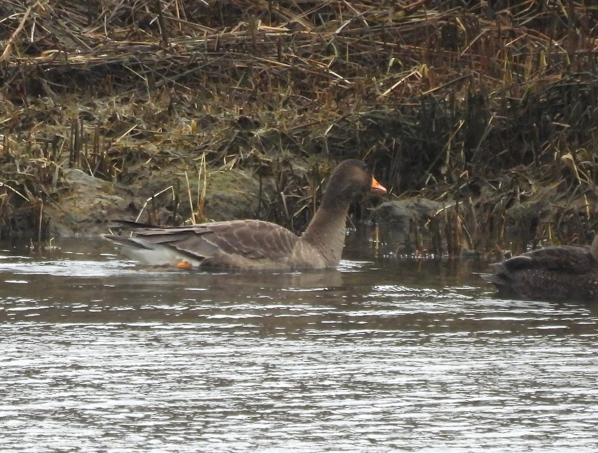 Greater White-fronted Goose - ML614187770
