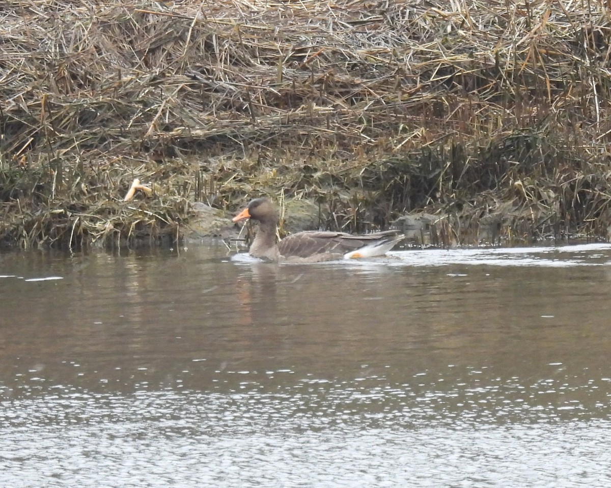Greater White-fronted Goose - ML614187771