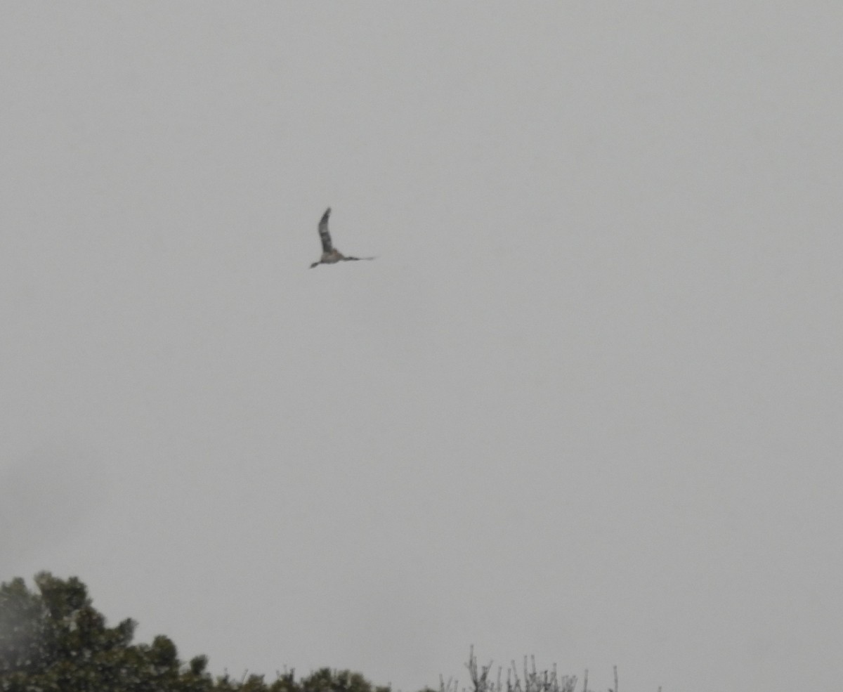 Greater White-fronted Goose - ML614187772