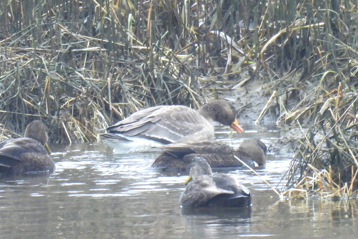 Greater White-fronted Goose - ML614187773