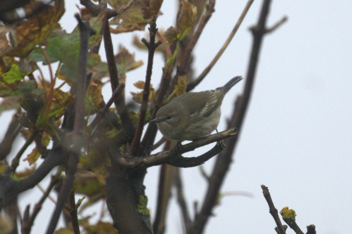 Cape May Warbler - ML614187803