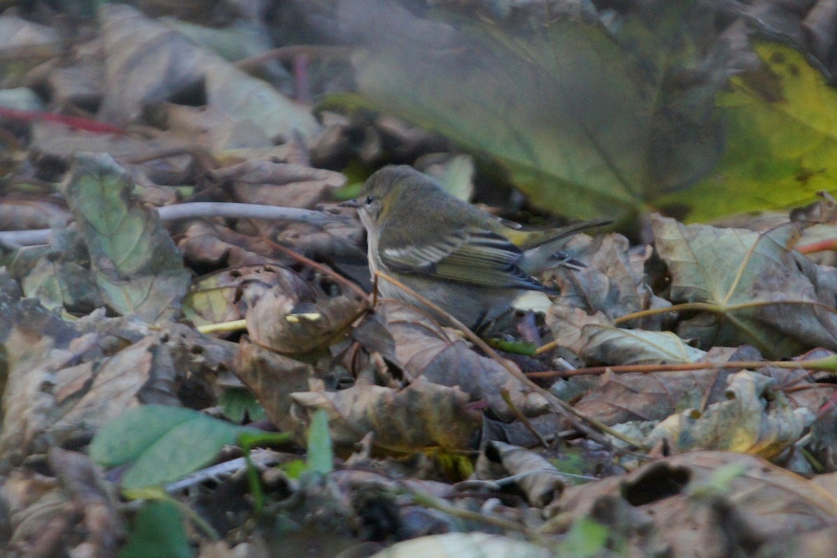 Cape May Warbler - ML614187807