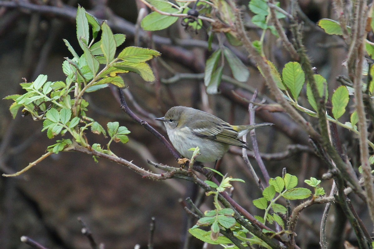 Cape May Warbler - ML614187811