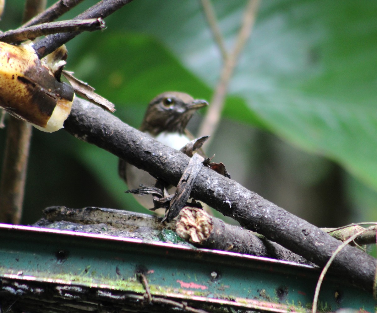 White-necked Thrush - ML614187820