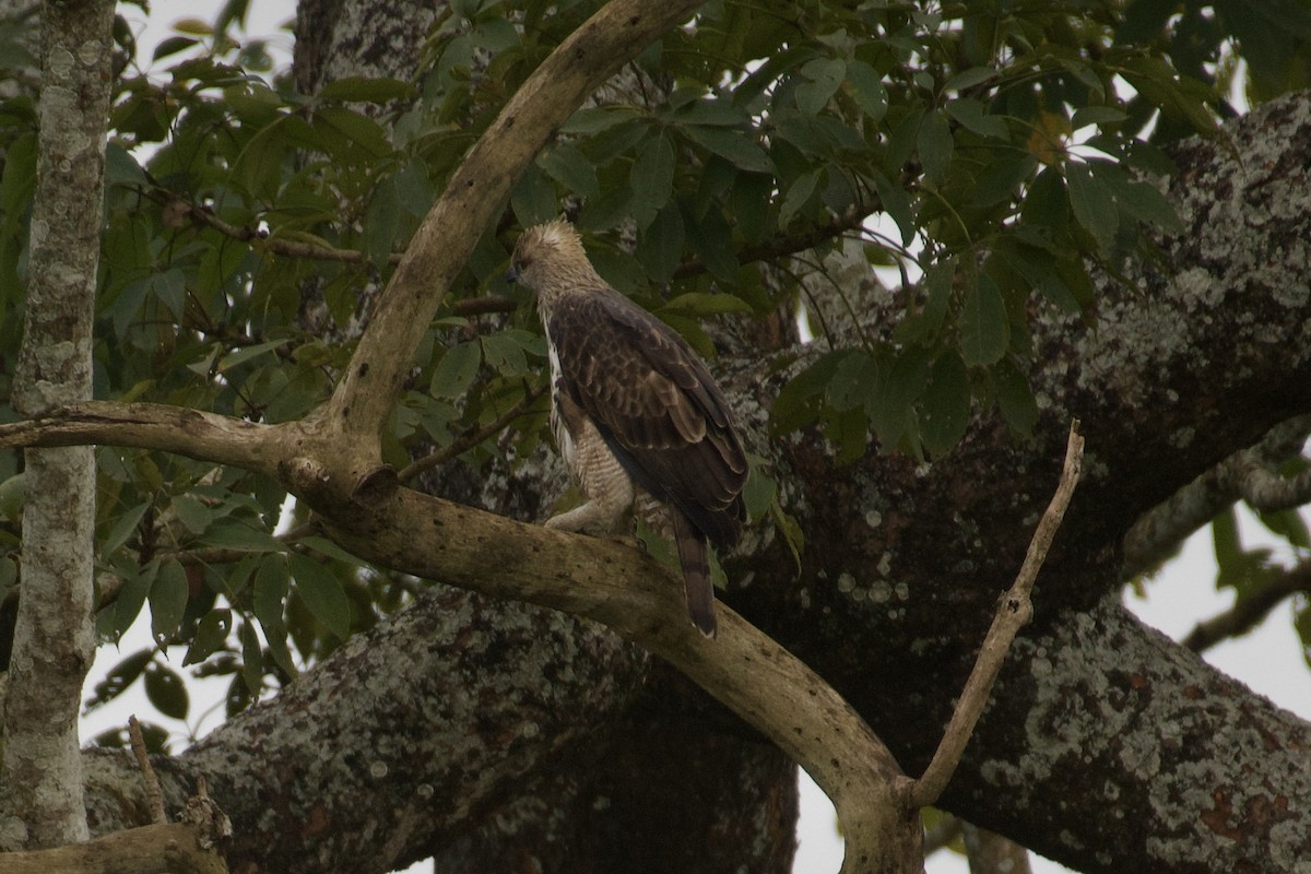 Indienhaubenadler - ML614187850