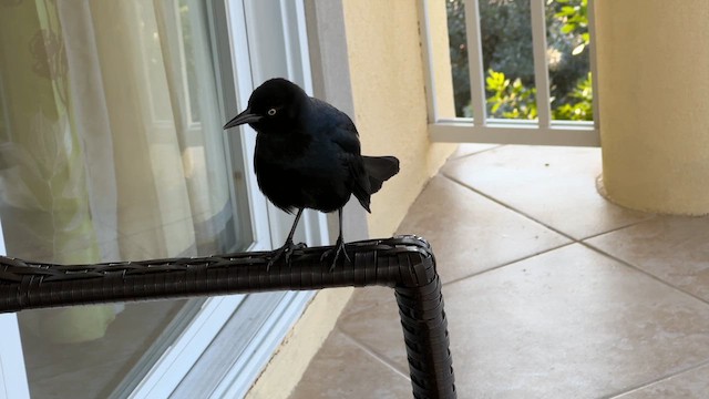 Greater Antillean Grackle - ML614187882