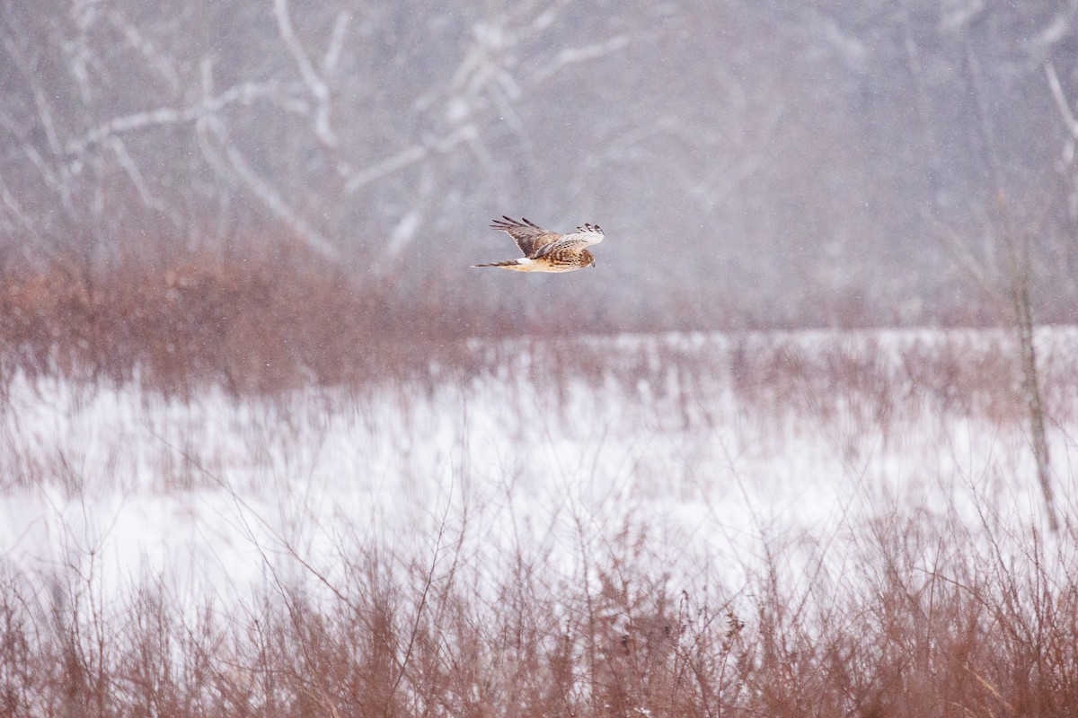 Northern Harrier - ML614187890