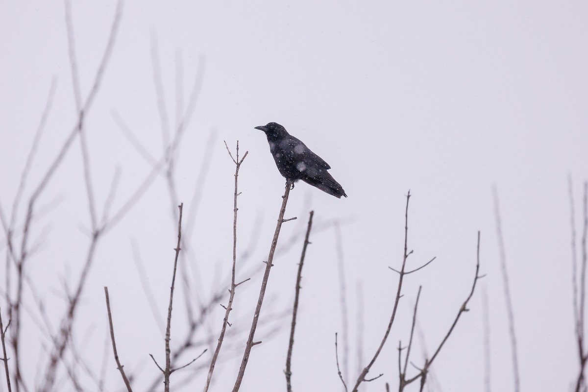 American Crow - ML614187899