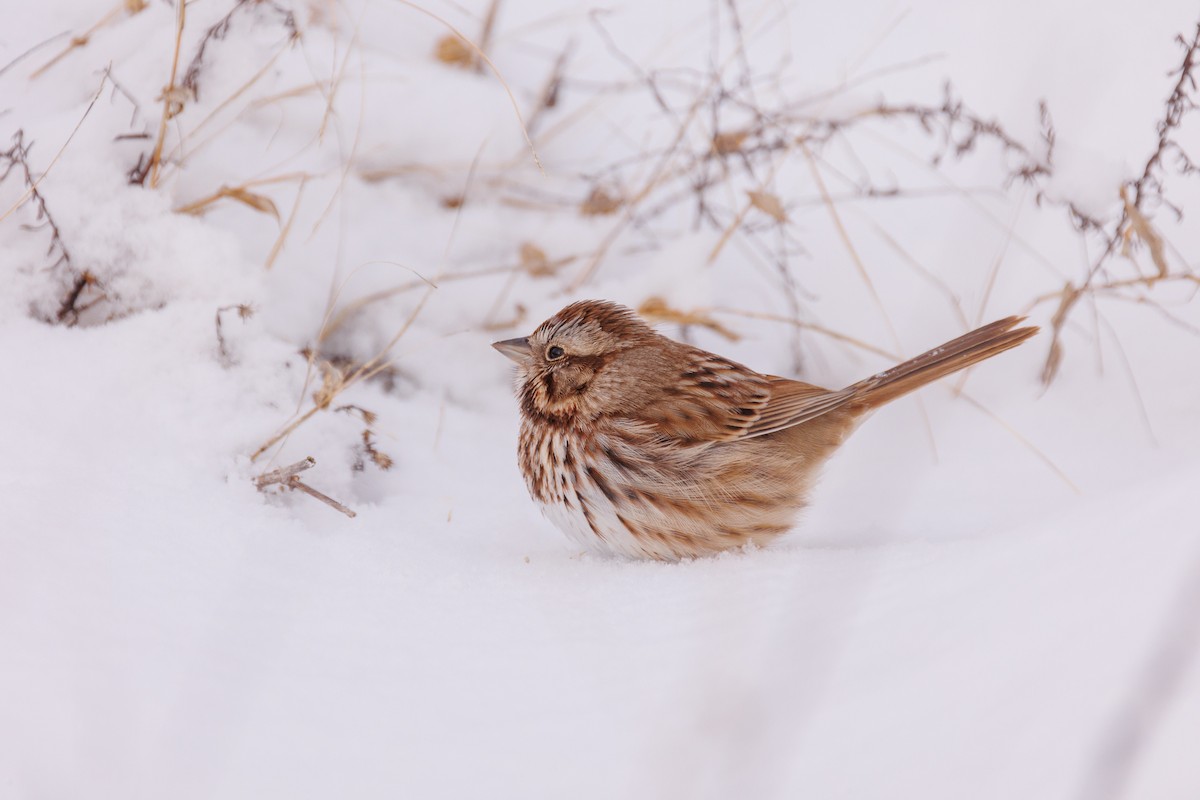 Song Sparrow - Leena M