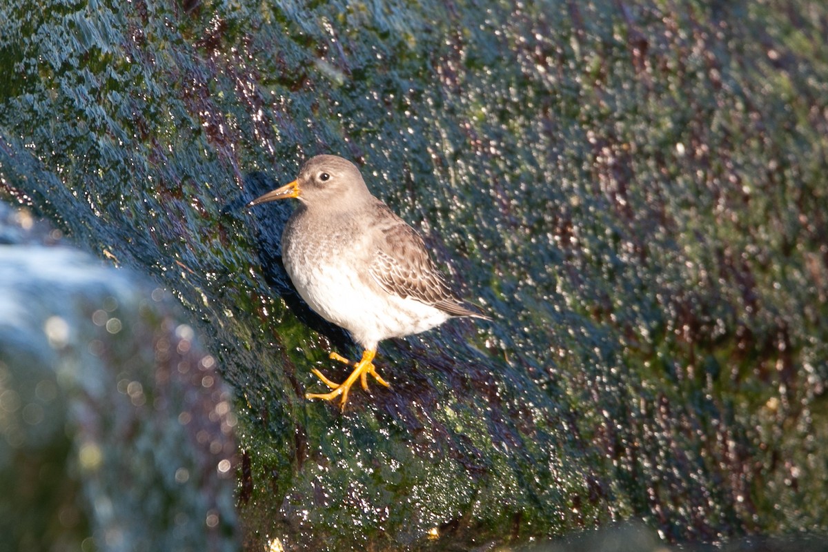 Purple Sandpiper - ML614187939