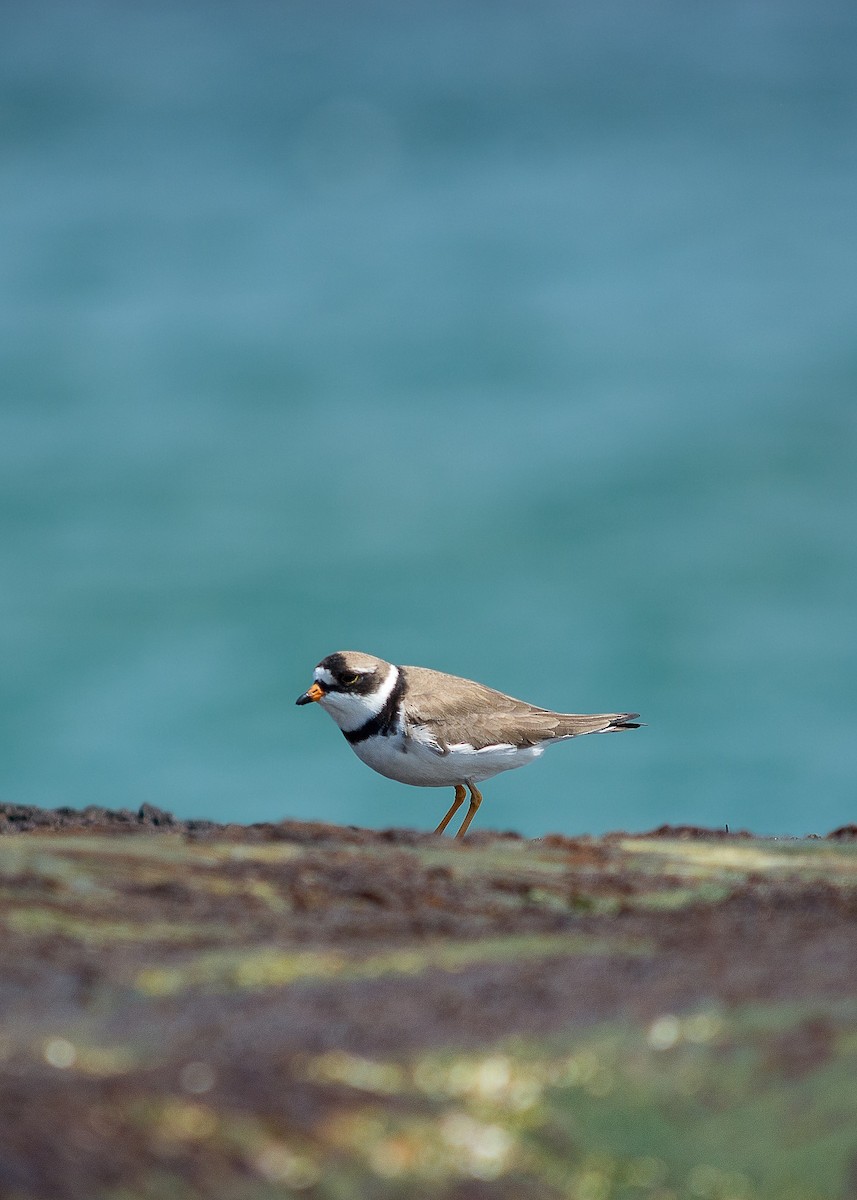 Semipalmated Plover - ML614187953