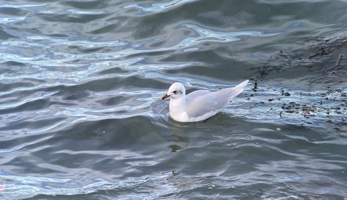 Mouette mélanocéphale - ML614187989