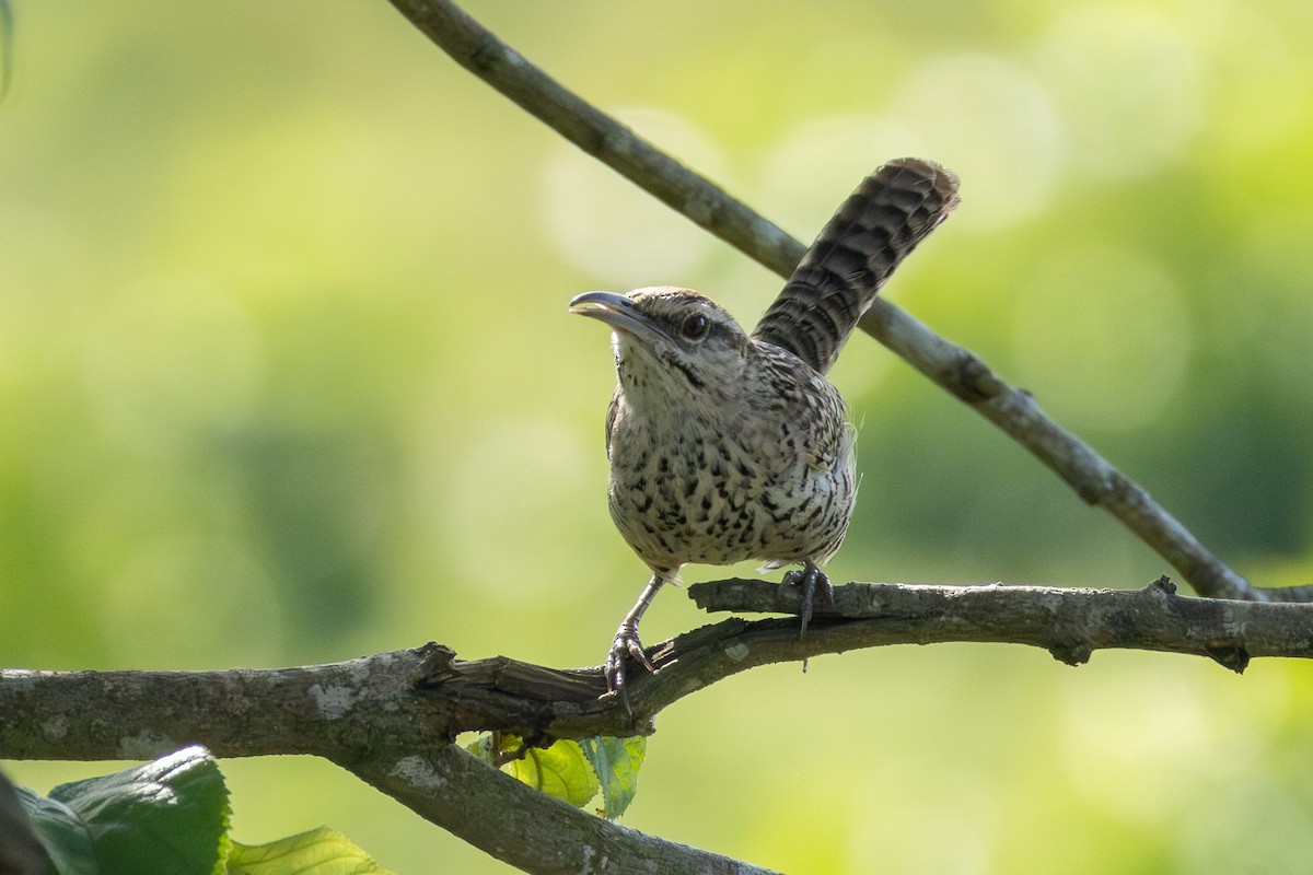 Yucatan Wren - ML614188015