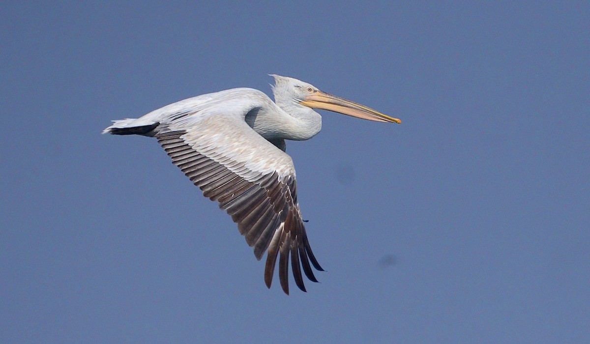 Dalmatian Pelican - ML614188046