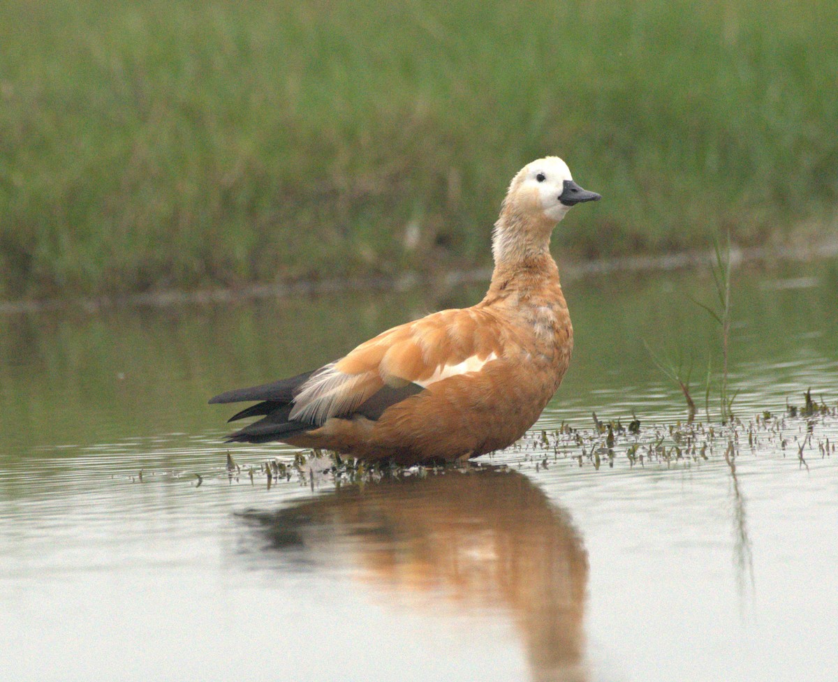 Ruddy Shelduck - ML614188149