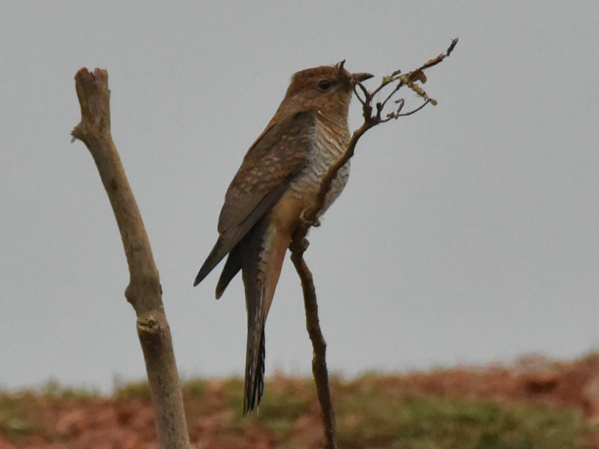 Plaintive Cuckoo - ML614188182