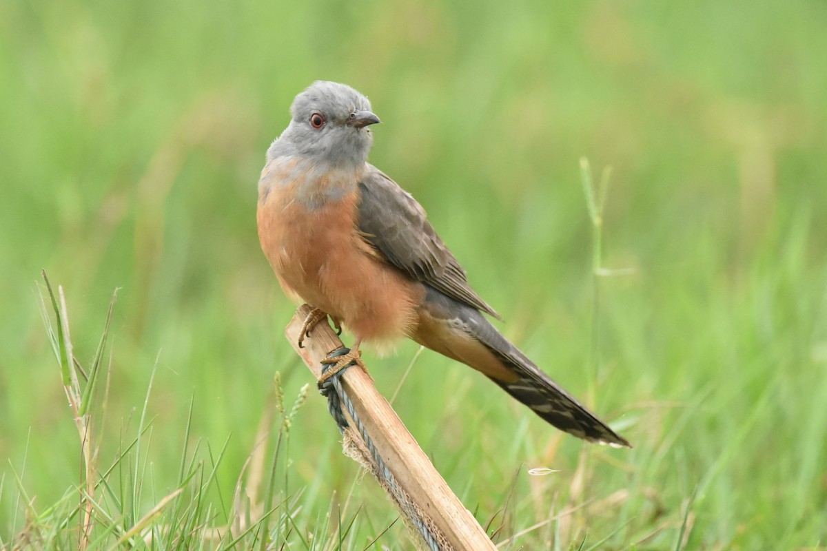 Plaintive Cuckoo - ML614188188