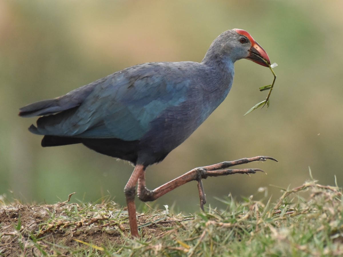 Gray-headed Swamphen - ML614188200