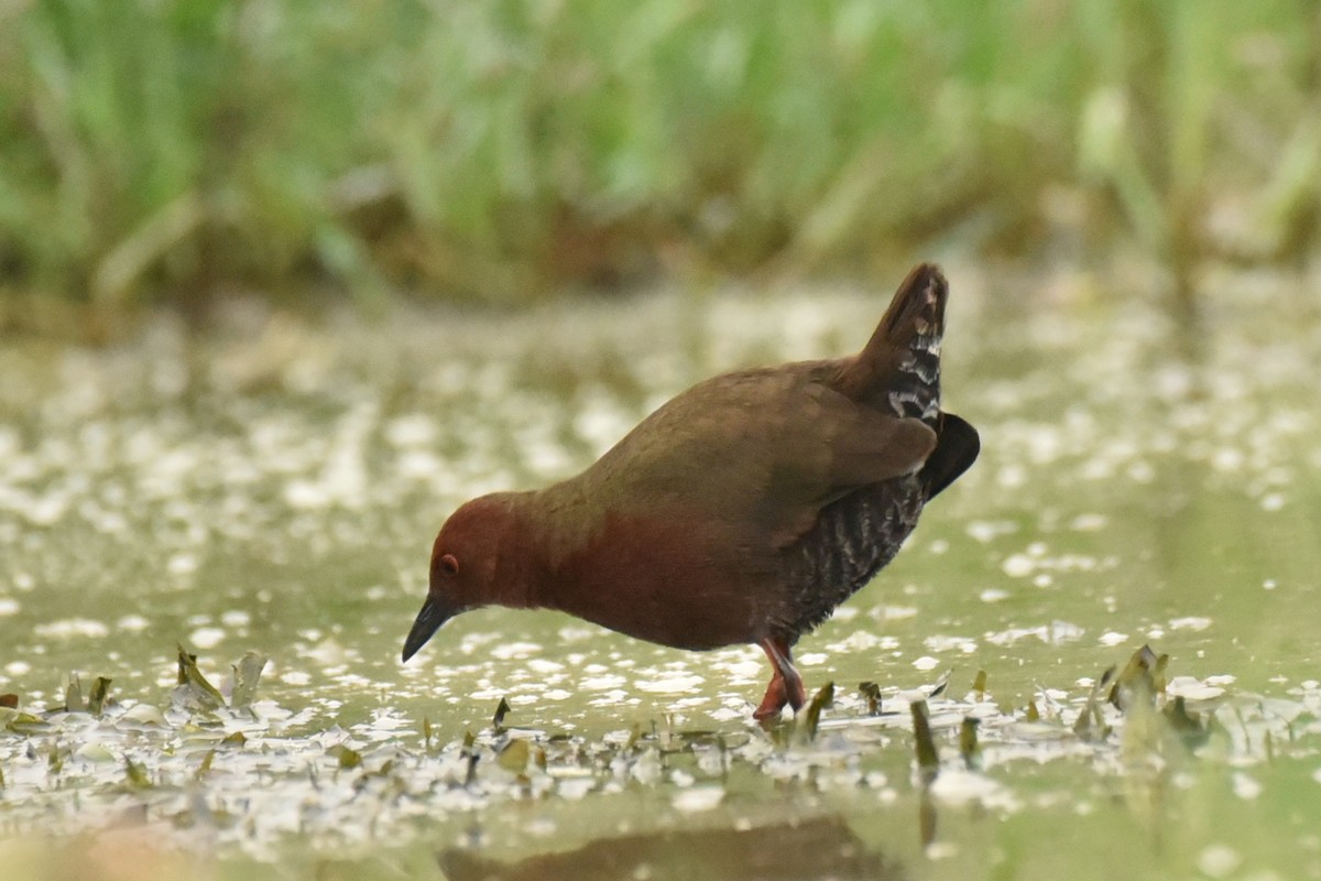 Ruddy-breasted Crake - ML614188205