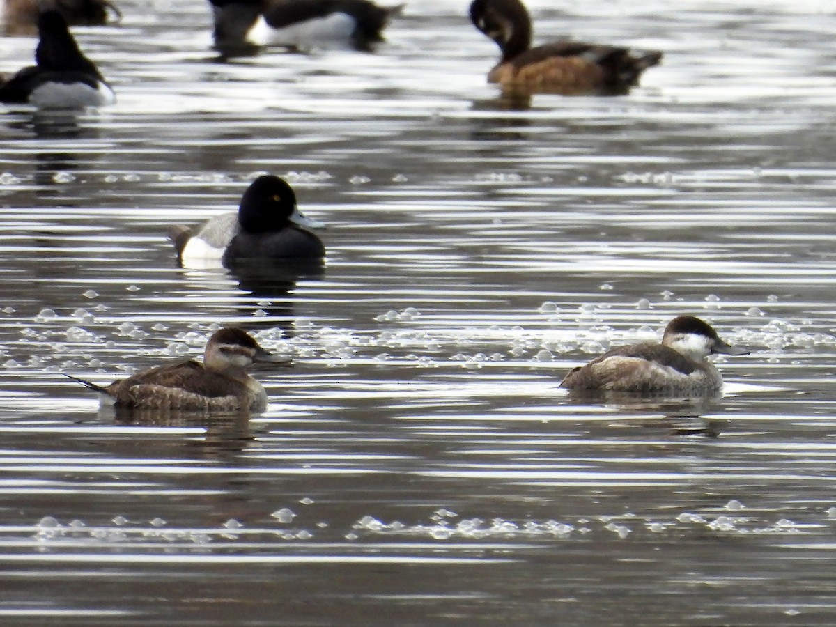 Ruddy Duck - ML614188209