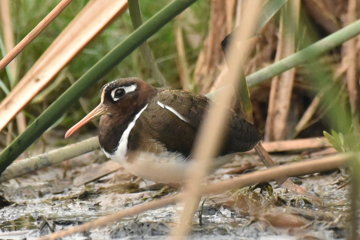 Greater Painted-Snipe - ML614188218
