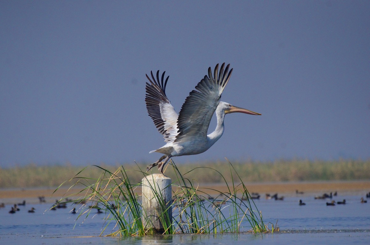 Dalmatian Pelican - Premchand Reghuvaran