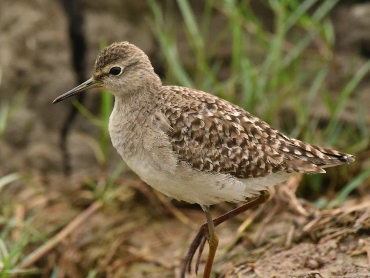 Wood Sandpiper - ML614188269