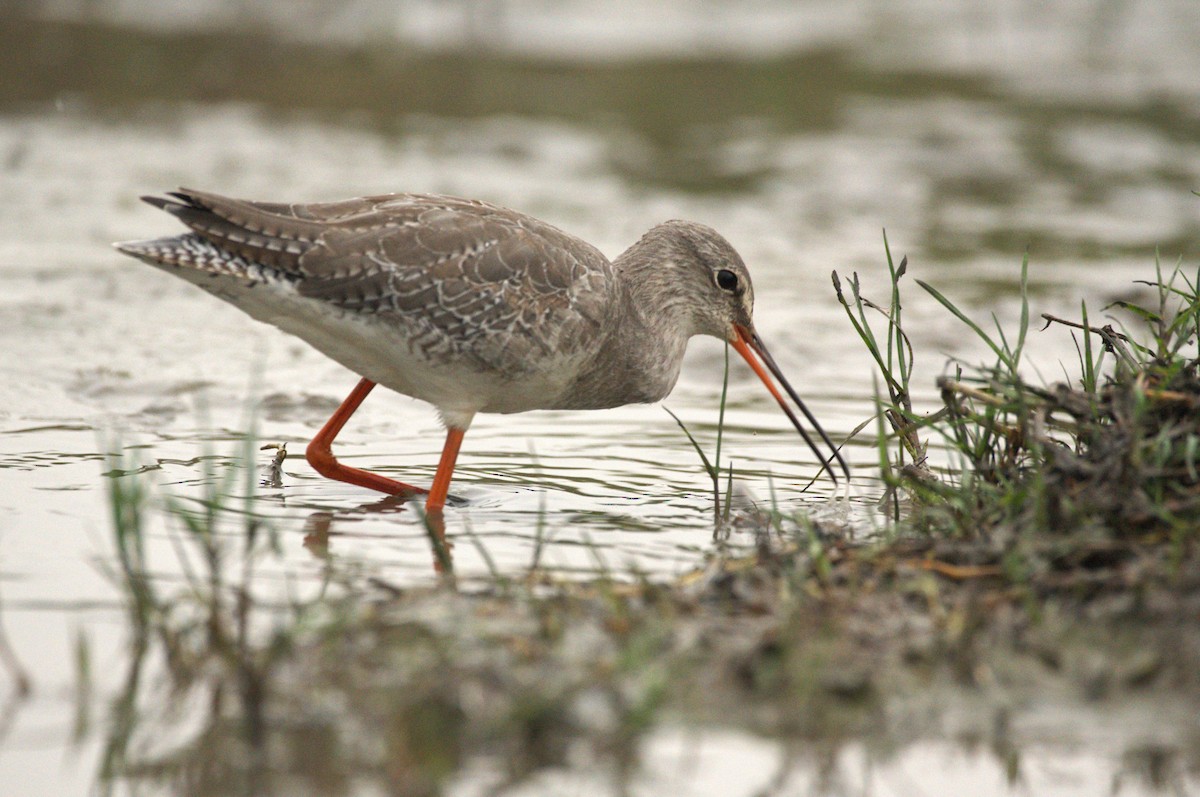 Spotted Redshank - ML614188270