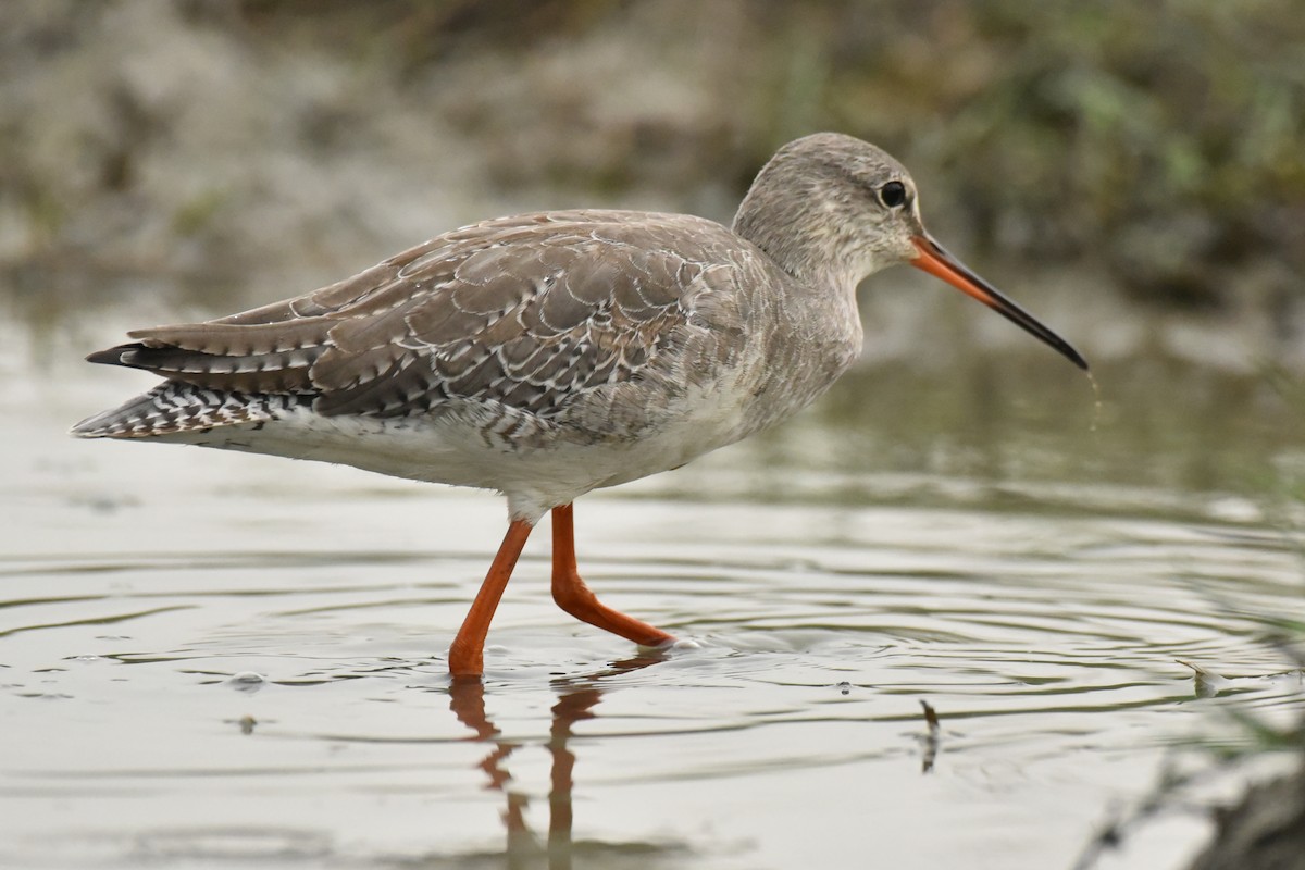 Spotted Redshank - ML614188271
