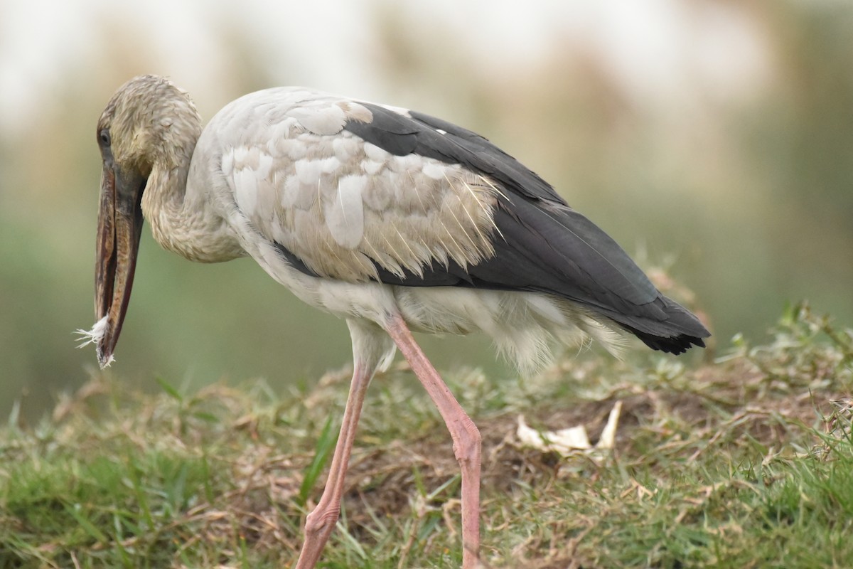 Asian Openbill - ML614188293