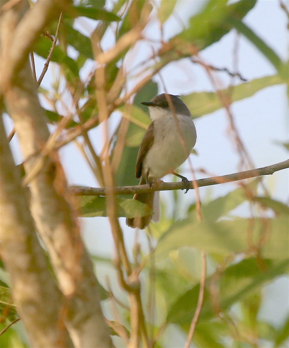 River Tyrannulet - ML614188300