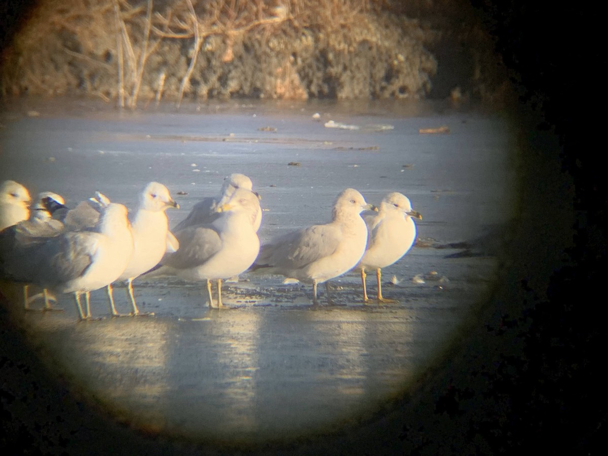 Ring-billed Gull - ML614188310