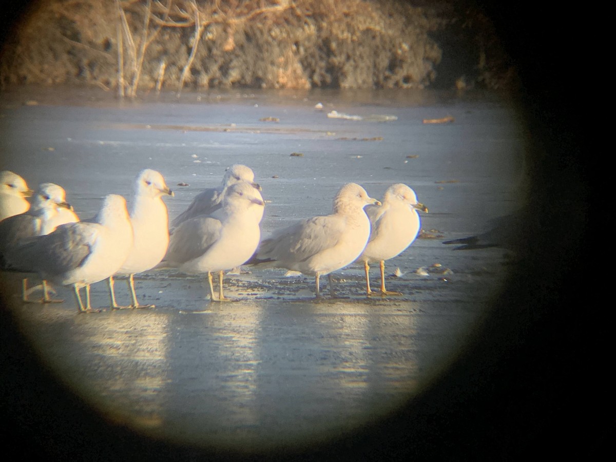 Ring-billed Gull - ML614188312