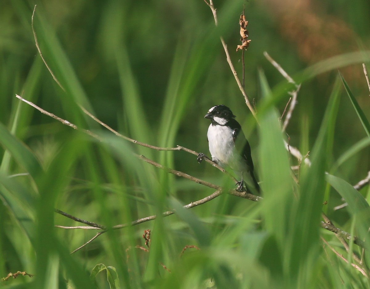 Lined Seedeater - David Stejskal