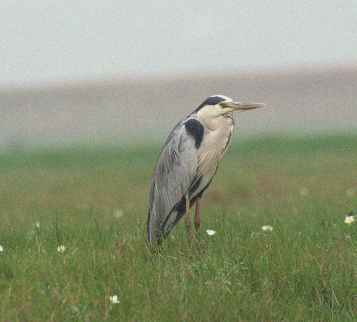 Gray Heron - ML614188364