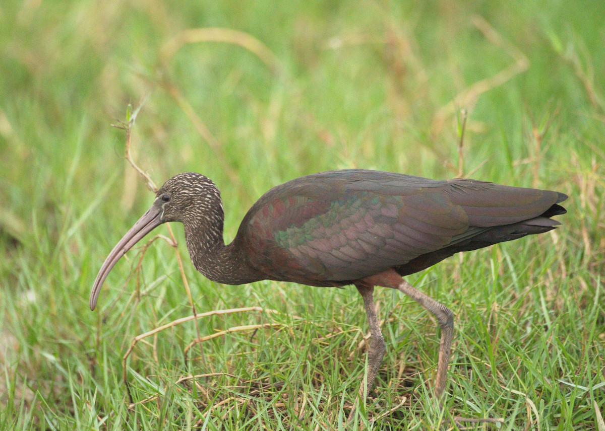 ibis hnědý - ML614188371