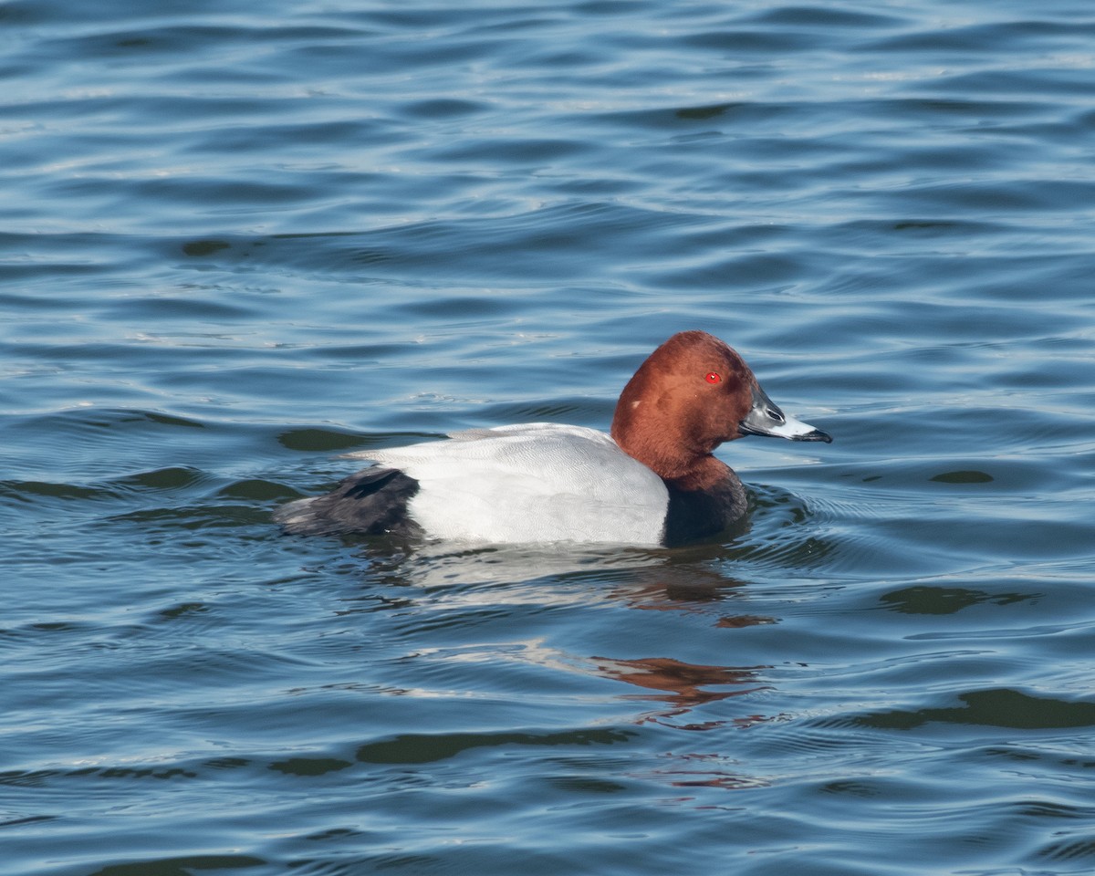 Common Pochard - ML614188378