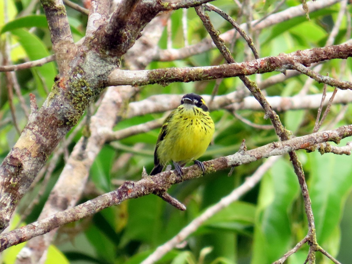 Yellow-browed Tody-Flycatcher - ML614188399