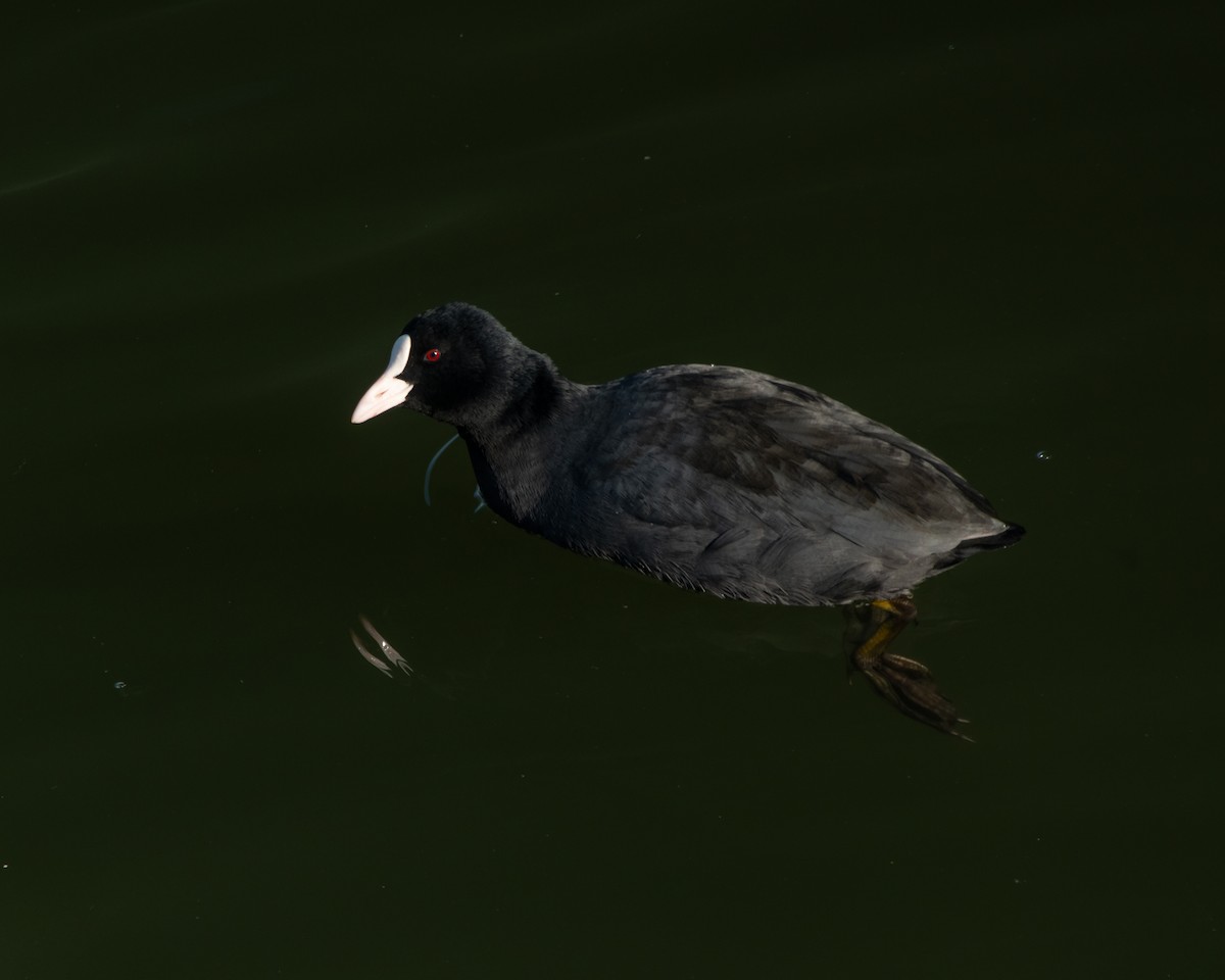 Eurasian Coot - ML614188427